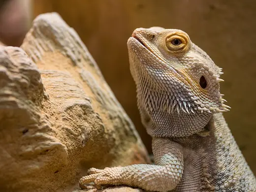 Central bearded dragon, photo 2