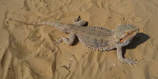Central bearded dragon, photo 3