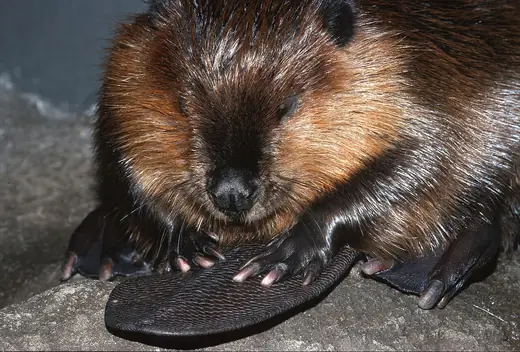 North American beaver, photo 1 of 3