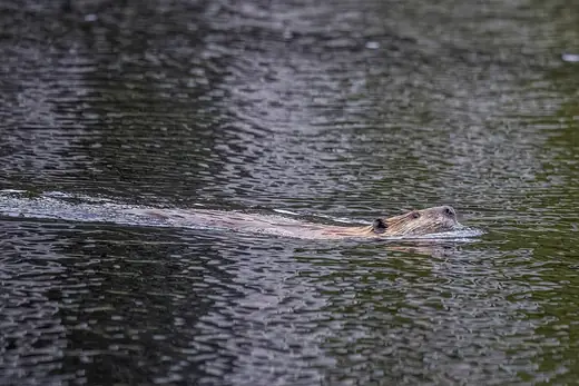 North American beaver, photo 2 of 3