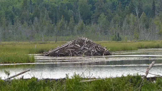 North American beaver, photo 3 of 3