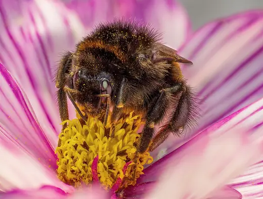 Buff-tailed bumblebee, photo 1 of 3