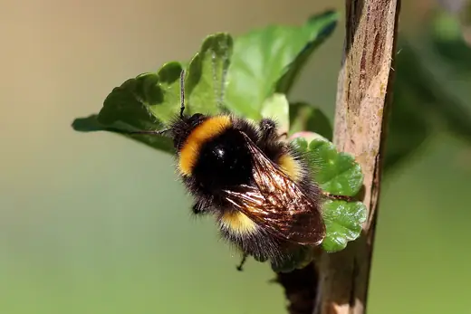 Buff-tailed bumblebee, photo 2 of 3