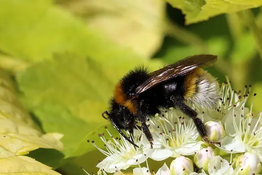 Buff-tailed bumblebee, photo 3 of 3