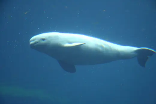 Beluga whale, photo 1 of 3