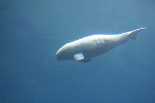 Beluga whale, photo 2 of 3