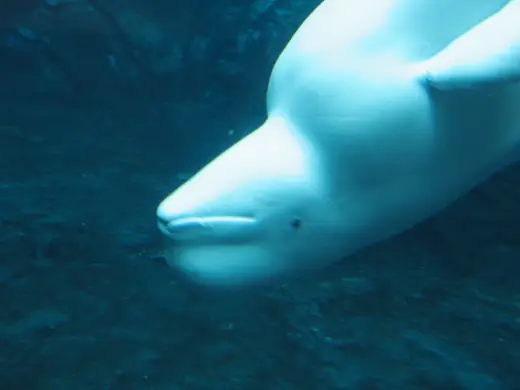 Beluga whale, photo 3 of 3
