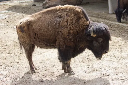 American bison, photo 1 of 3