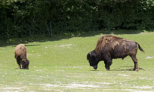 American bison, photo 2 of 3