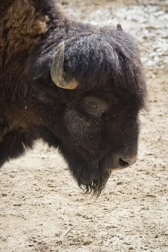 American bison, photo 3 of 3