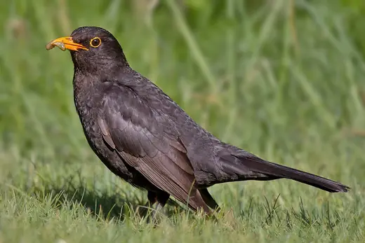 Blackbird, photo 1 of 3