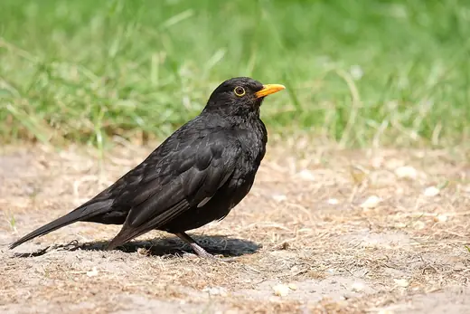 Blackbird, photo 3 of 3