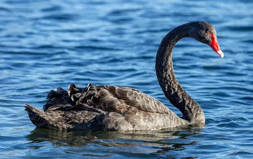 Black swan, photo 1 of 3