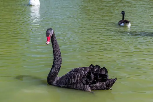 Black swan, photo 2 of 3