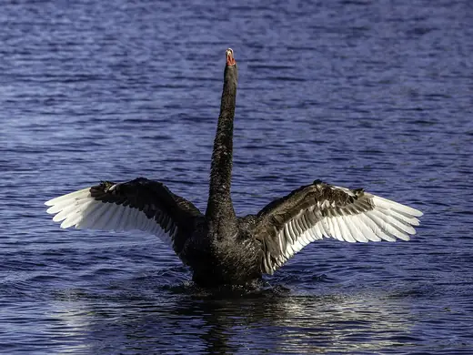 Black swan, photo 3 of 3
