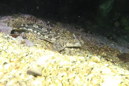 Shanny (common blenny), photo 2 of 3