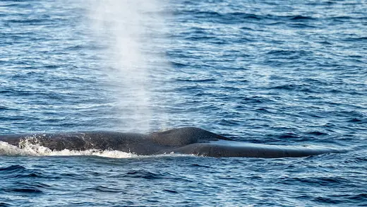 Blue whale, photo 1 of 3