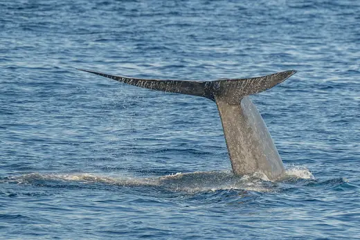 Blue whale, photo 2 of 3