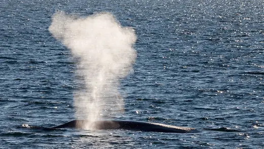 Blue whale, photo 3 of 3