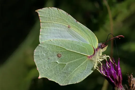 Brimstone, photo 1 of 3