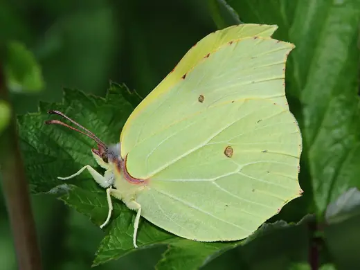Brimstone, photo 2 of 3