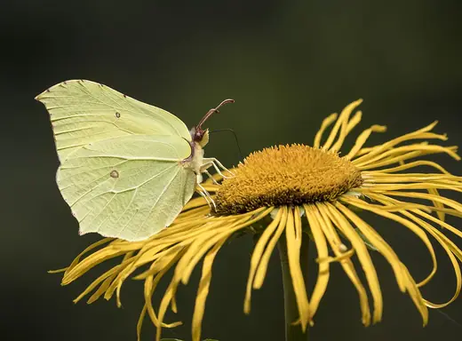 Brimstone, photo 3 of 3