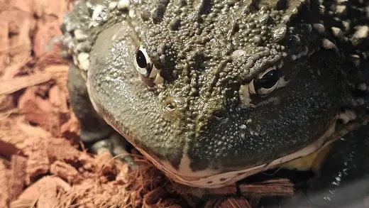 African bullfrog, photo 1 of 3