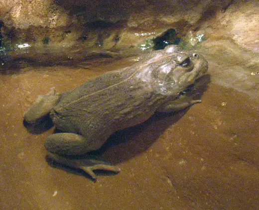 African bullfrog, photo 2 of 3