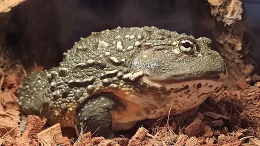 African bullfrog, photo 3 of 3