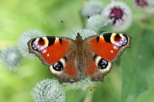Peacock butterfly, photo 1 of 3