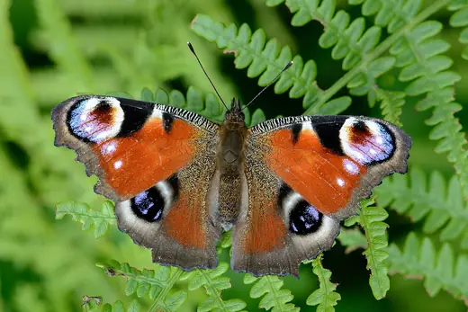 Peacock butterfly, photo 2 of 3