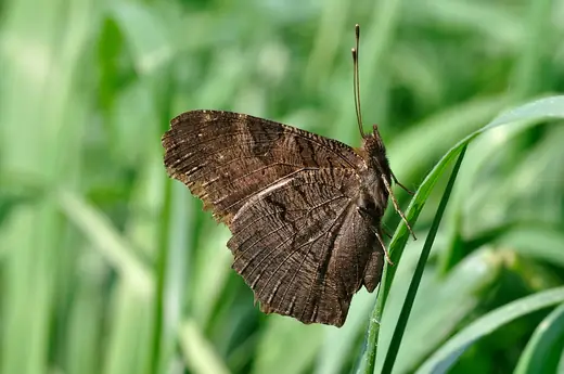 Peacock butterfly, photo 3 of 3