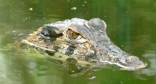 Black caiman, photo 1 of 3