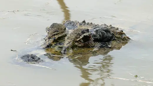 Black caiman, photo 2 of 3