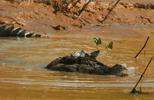 Black caiman, photo 3 of 3