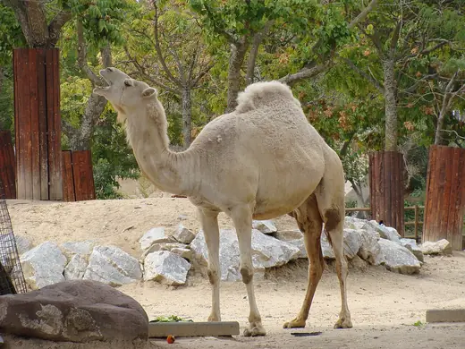 Dromedary camel, photo 1 of 3