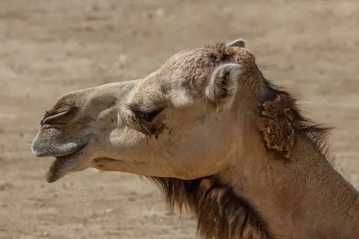 Dromedary camel, photo 2 of 3