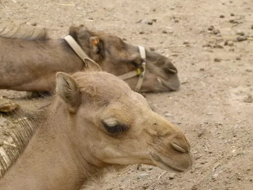 Dromedary camel, photo 3 of 3