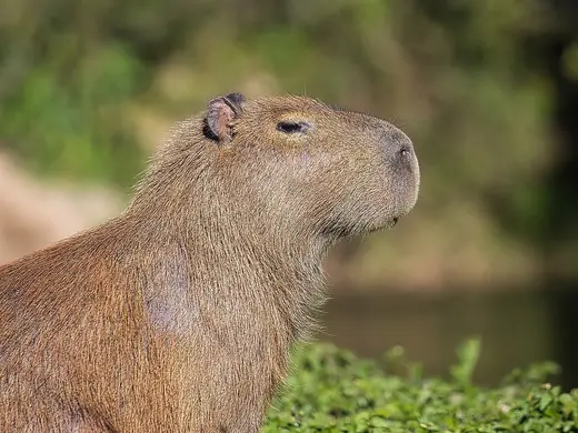 Capybara, photo 1 of 3