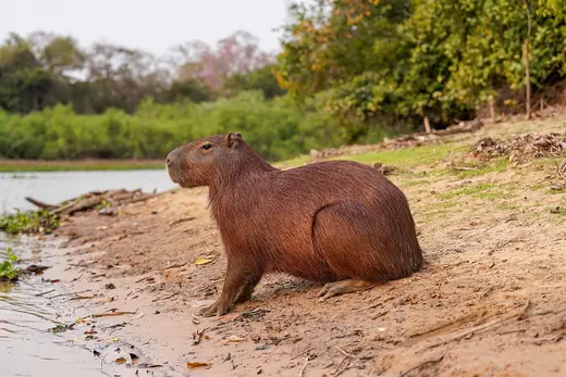 Capybara, photo 2 of 3