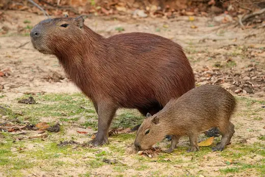 Capybara, photo 3 of 3