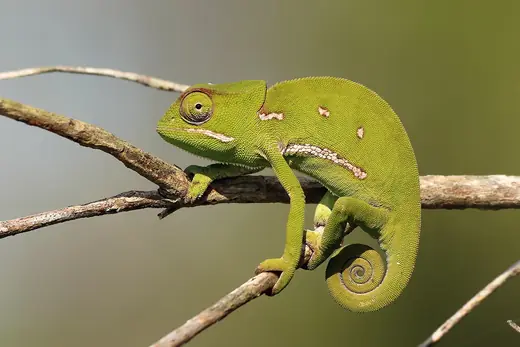 Chameleon, photo 1 of 3