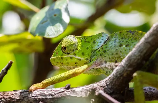 Chameleon, photo 2 of 3