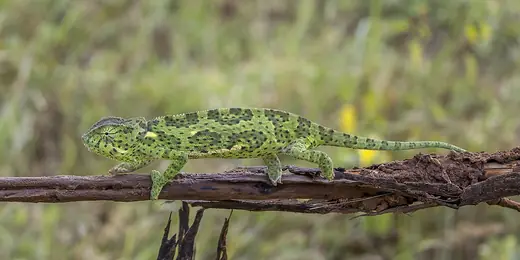 Chameleon, photo 3 of 3