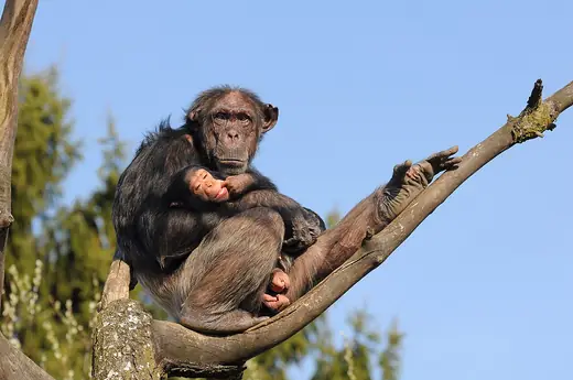Chimpanzee, photo 1 of 3