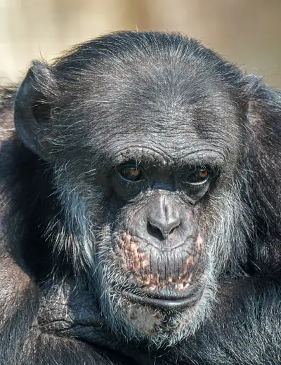 Chimpanzee, photo 2 of 3