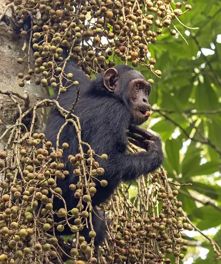 Chimpanzee, photo 3 of 3