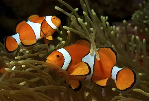 Clown anemonefish, photo 1 of 3