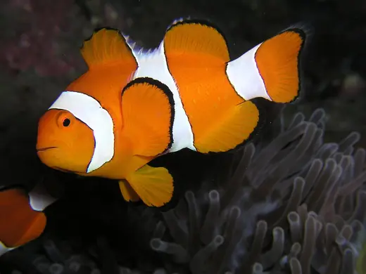 Clown anemonefish, photo 2 of 3