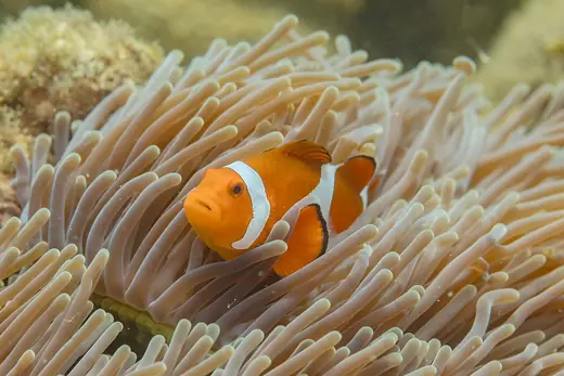 Clown anemonefish, photo 3 of 3